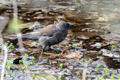 Rusty Blackbird IMG_3810.jpg