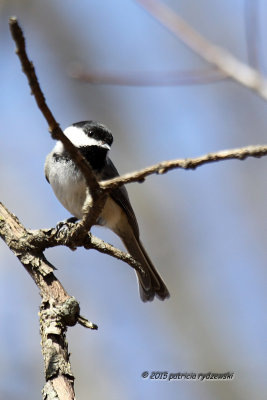 Black-capped Chickadee IMG_3278.jpg