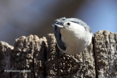White-breasted Nuthatch IMG_3340.jpg