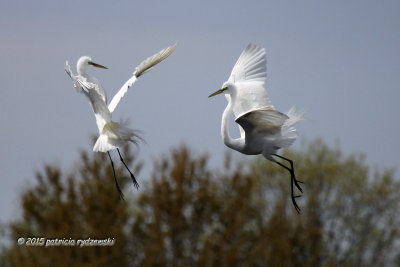 Egrets Dance IMG_3261.jpg
