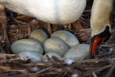 Mute Swan Eggs 8 IMG_1750.jpg