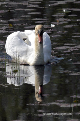 Mute Swan IMG_2541.jpg