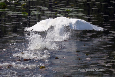 Mute Swan IMG_2590.jpg