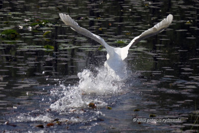 Mute Swan IMG_2591.jpg