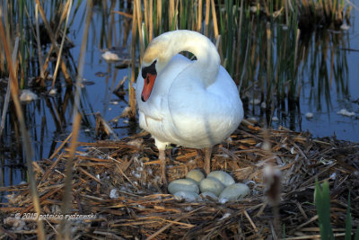 Mute Swan Mom IMG_1753.jpg