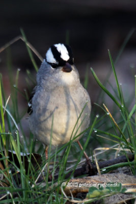 White-crown Sparrow IMG_0619.jpg