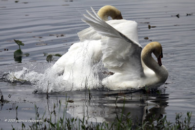 Mute Swan fight IMG_4066.jpg