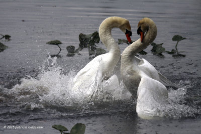 Mute Swan fight IMG_4075.jpg