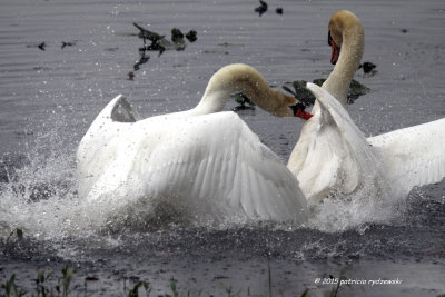 Mute Swans fight IMG_4067.jpg