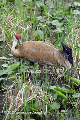 Sand hill Crane and Pain IMG_3896.jpg