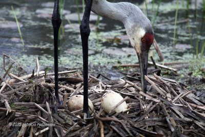 Sand hill Crane IMG_4208.jpg