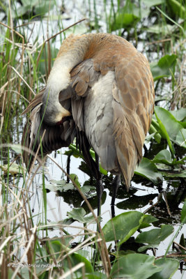 Sand hill Crane Preening IMG_3904.jpg