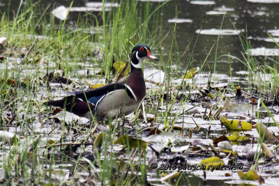 Wood Duck IMG_3839.jpg