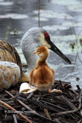 Mom and Baby one IMG_5781.jpg