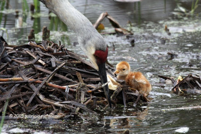 Mom and Baby one IMG_5837.jpg