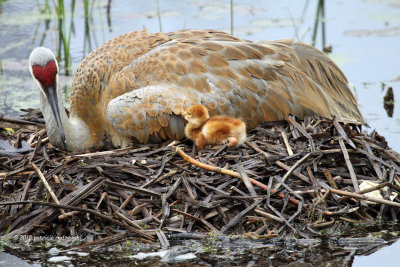 Mom and Baby one IMG_5943.jpg