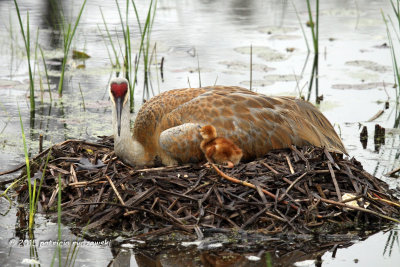 Mom and Baby one IMG_5991.jpg