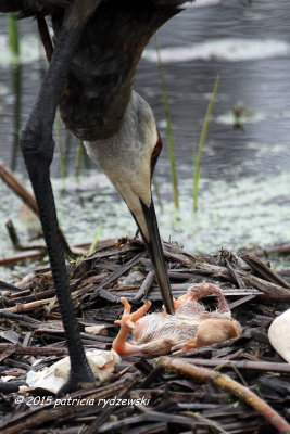 Mom and New born IMG_5624.jpg