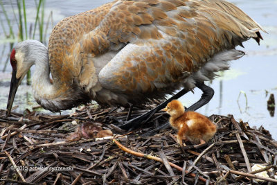 Mom and New born IMG_5918.jpg