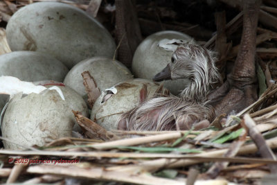 Mute Swan First Hatch IMG_7579.jpg