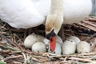 Mute Swan First Hatch IMG_7660.jpg