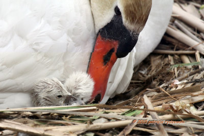 Mute Swan Mom Love IMG_8097.jpg