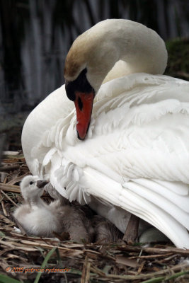 Mute Swan Mom Love IMG_8689.jpg