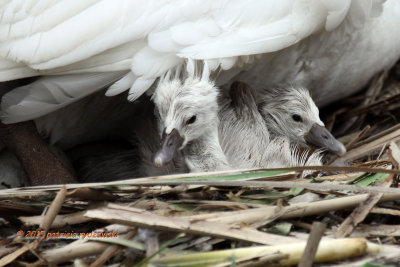 Mute Swan TTW 2 IMG_8107.jpg