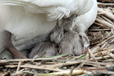 Mute Swans Cuddle 2 IMG_8165.jpg