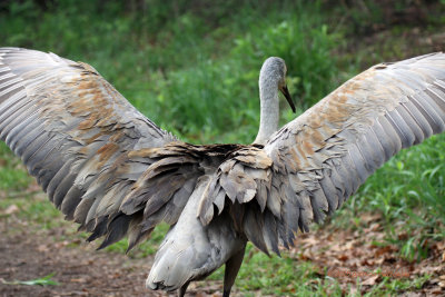 Sand hill Crane Dad IMG_6647.jpg