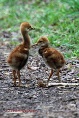 SHC Babies IMG_7157.jpg