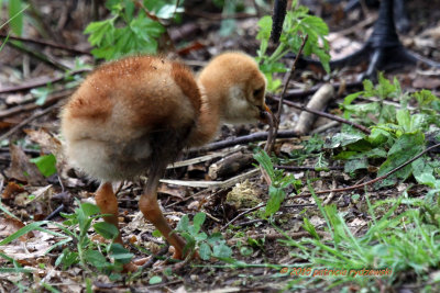 SHC Baby eating IMG_6764.jpg