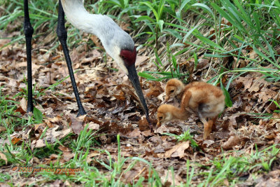 SHC Mom and Babies IMG_6691.jpg
