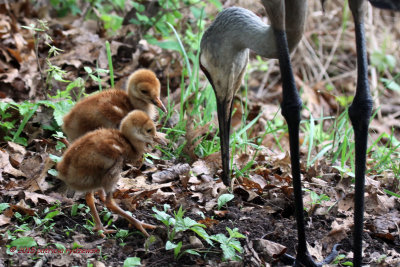 SHC Mom and Babies IMG_7044.jpg