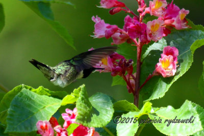 Ruby-throat Hummingbird IMG_9642.jpg