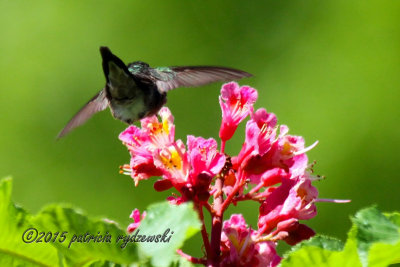 Ruby-throat Hummingbird IMG_9657.jpg