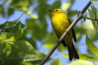 Wilson Warbler IMG_0193.jpg