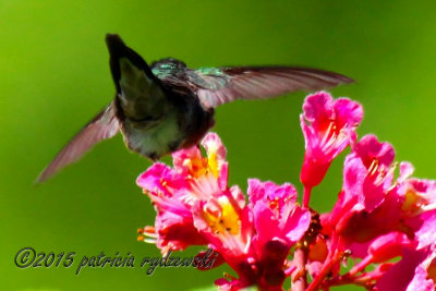 Hummingbird IMG_9657.jpg