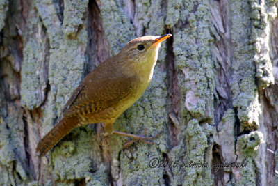 House Wren IMG_0352.jpg