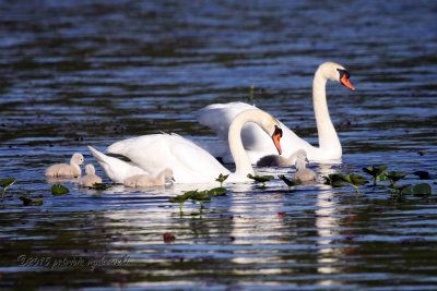 Family Mute Swan IMG_9171.jpg