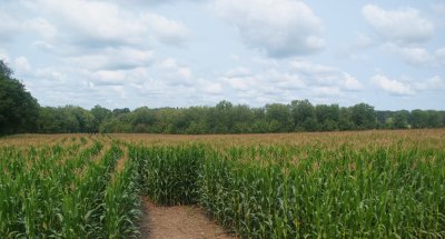 One tiny segment of the field