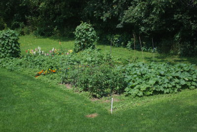 The garden in July