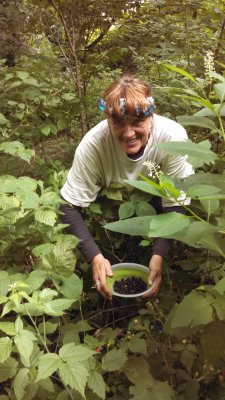 Robin doing serious raspberry picking