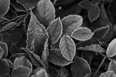 Frosted Leaves