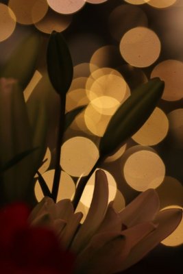 Holiday Flowers and Lights