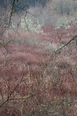 Wetlands in Winter