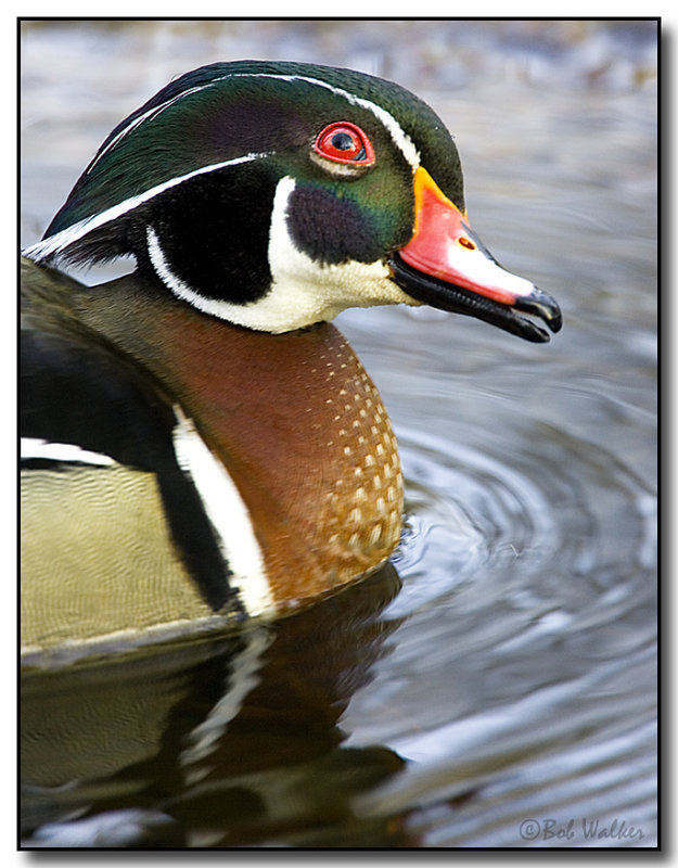 The Wood Duck Looking Tentative 