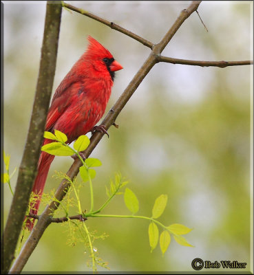 A Male Cardinal At Cornell Lab of Ornithology's Sapsuckers Woods