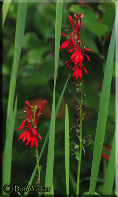 Cardinal Flowers (Lobelia cardinalis)
