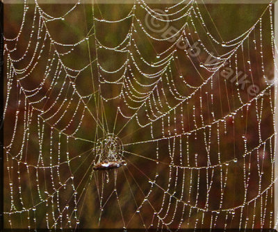 A Cobweb Closeup 